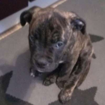 Hunderasse-Beitrag-Bild