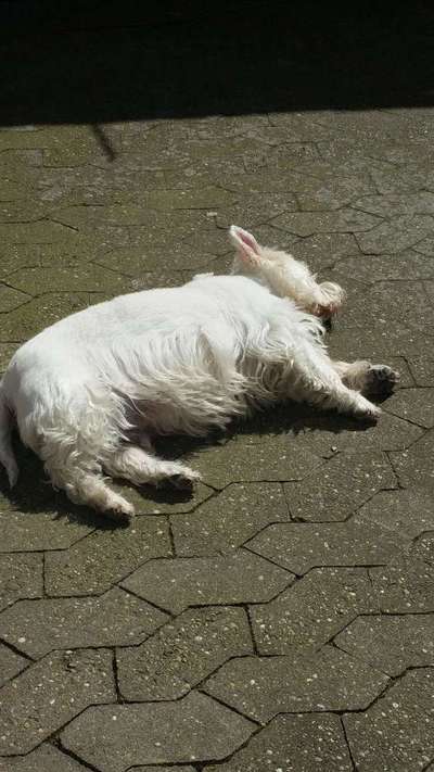 Wie heißt dein Hund?-Beitrag-Bild