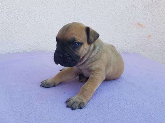 Welpen Bilder !-Beitrag-Bild