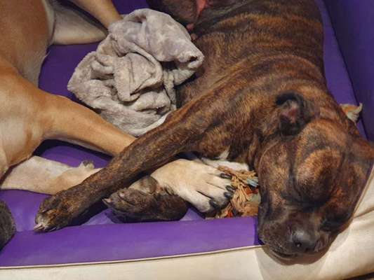 Gestromte fellnasen-Beitrag-Bild