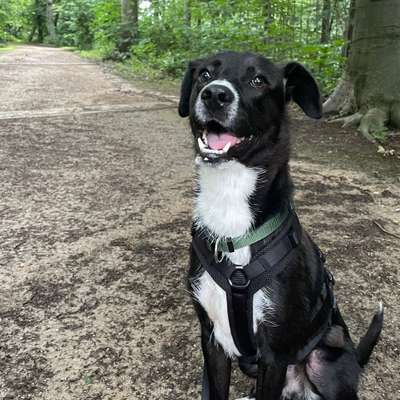 Hundetreffen-Social Walk-Bild