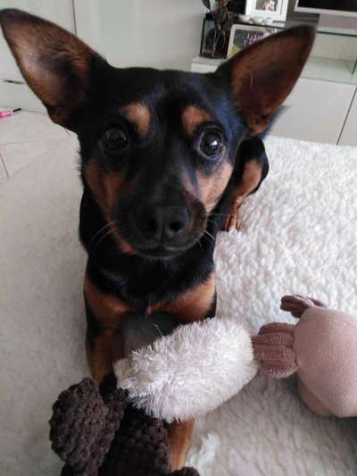 Ratonero Bodeguero Andaluz (plus Mischlinge)-Beitrag-Bild