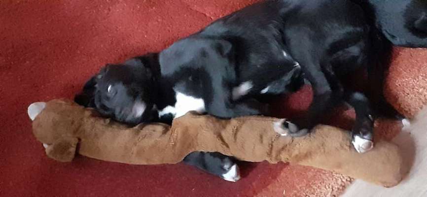 Euer Hund und sein Lieblingskuscheltier-Beitrag-Bild