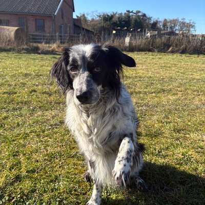 Hündin Maya Krank, Unverträglichkeit?
Brauche Hilfe-Beitrag-Bild