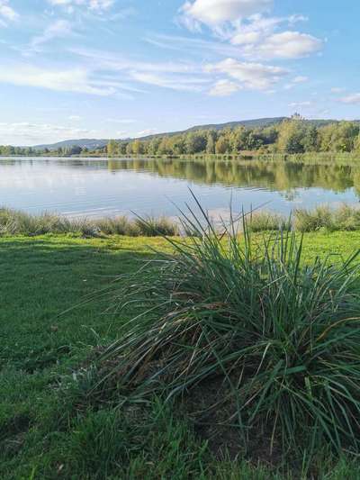 Hundeauslaufgebiet-Hundestrand Werratalsee Ostufer-Bild