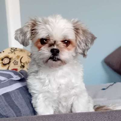 Bolonka Zwetna Freunde-Beitrag-Bild