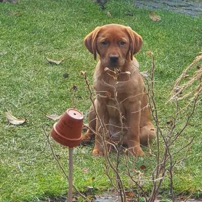 Hundetreffen-Welpentreffen-Bild