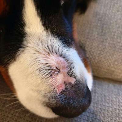 Ausschlag auf dem Nasenrücken...-Beitrag-Bild