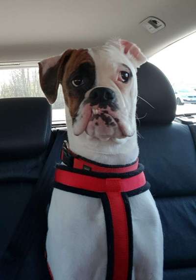 Die Dogorama Kalender Challenge Titelbild-Beitrag-Bild