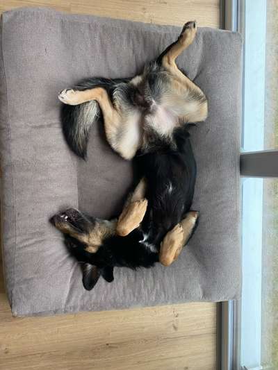 TierschutzhundeStammtisch🐕-Beitrag-Bild