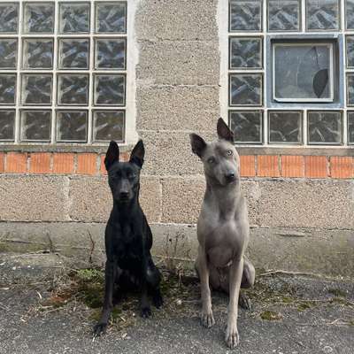 Hundetreffen-Hundefreunde gesucht für Trainingsspaziergang und Spiel-Bild