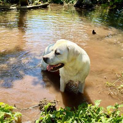 Hundetreffen-Tagesausflüge&Wandertouren&Gassirunden🥾