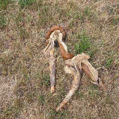 Giftköder-Reste vom Wild-Bild