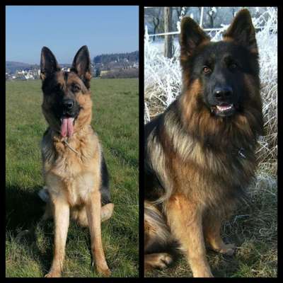 Alles rund um den Schäferhund, diskutieren erwünscht.-Beitrag-Bild