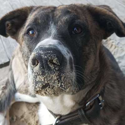 Hundetreffen-Spielkamerad/in Gesucht für schöne Spaziergänge-Bild
