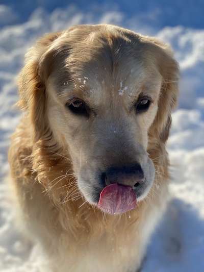 Fotochallenge Nr. 59 - Mein Hund zeigt die Zunge-Beitrag-Bild