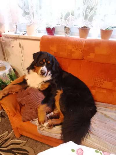 Berner Sennen-Beitrag-Bild