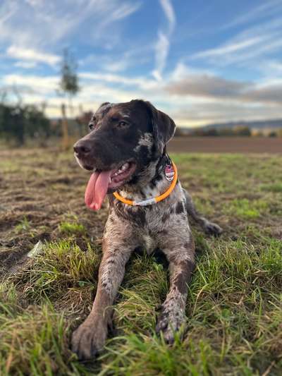 Hundetreffen-Gemeinsame Gassi Runde-Bild