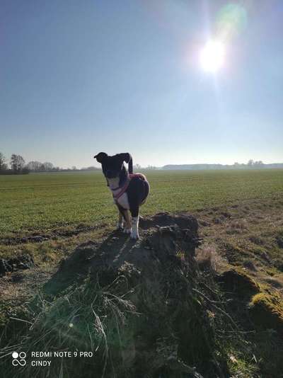 Fotochallenge No. 26                                     Wald und Wiese-Beitrag-Bild