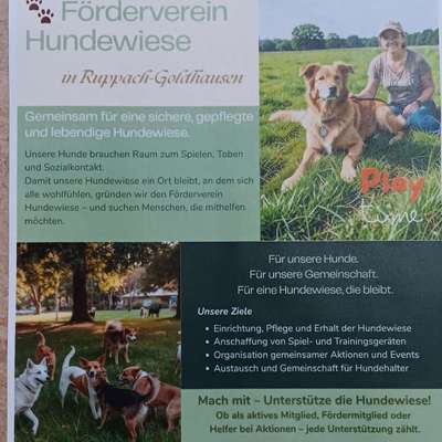 Hundetreffen-Förderverein Hundewiese Treffen-Bild