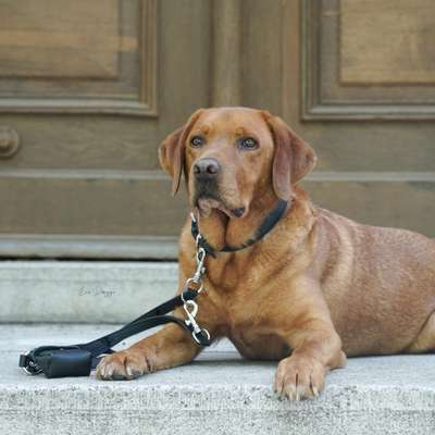 %{de_profession_title}-New York 3 - fach verstellbare Leine-Bild