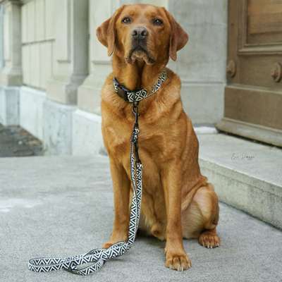 %{de_profession_title}-Positano 3 - fach verstellbare Leine-Bild