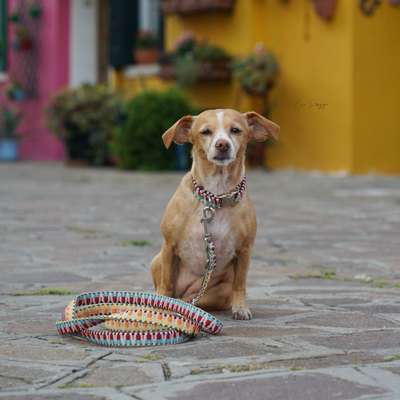 Giftköder-Burano 3 - fach verstellbare Leine-Bild