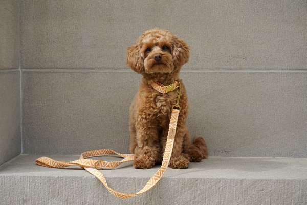 %{de_profession_title}-Positano Cityleine-Bild