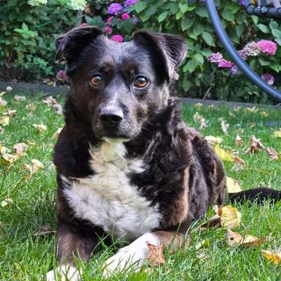 aktuelles Foto Gruppe Border-Collies und Border-Collie Mischlinge.