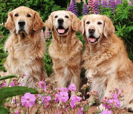 Wo sind die Golden Retriever Liebhaber?-Beitrag-Bild