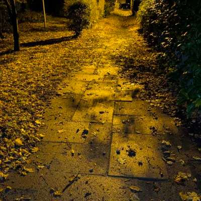 Giftköder-Eventuell Giftköder-Bild