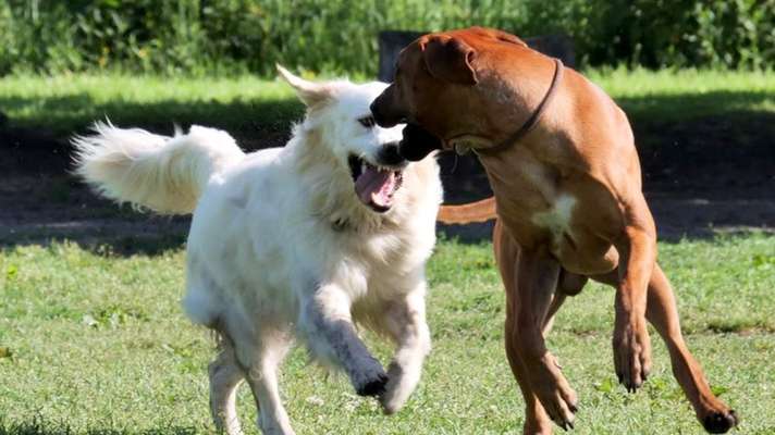 Wo sind die Golden Retriever Liebhaber?-Beitrag-Bild