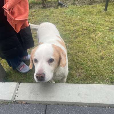 Hundetreffen-Hund zugelaufen-Bild