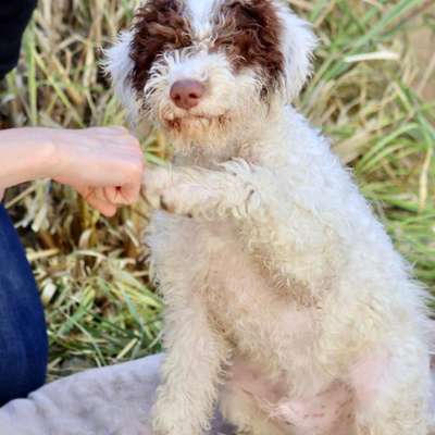 Hundetreffen-Spielen an der Großen Tonkuhle-Bild