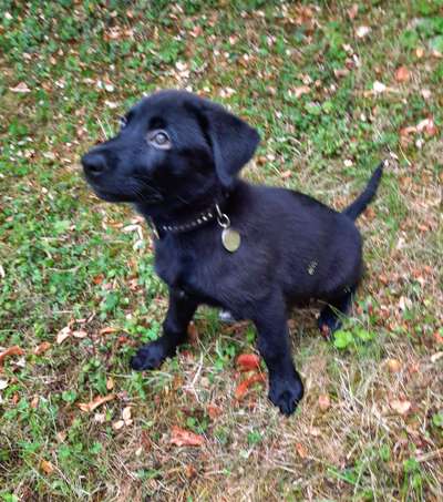 Welpen Bilder !-Beitrag-Bild