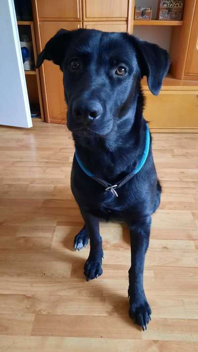 Augenfarbe meines Welpen bleiben sie so ?-Beitrag-Bild