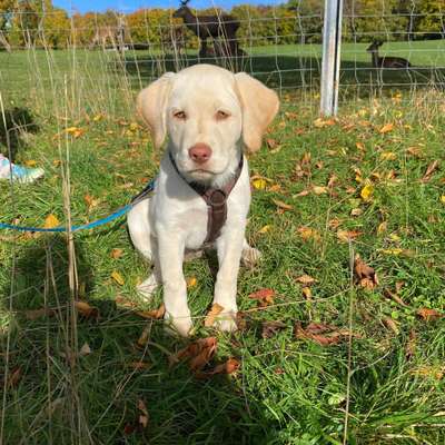 Hundetreffen-Welpentreff am Hochsträss-Bild