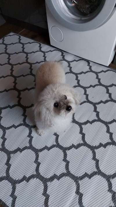 bolonka zwetna 😁-Beitrag-Bild