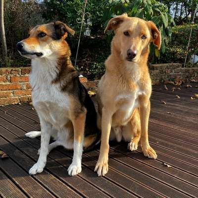 Hundetreffen-Gassi-, Übungs-, und Spielgefährten gesucht-Bild