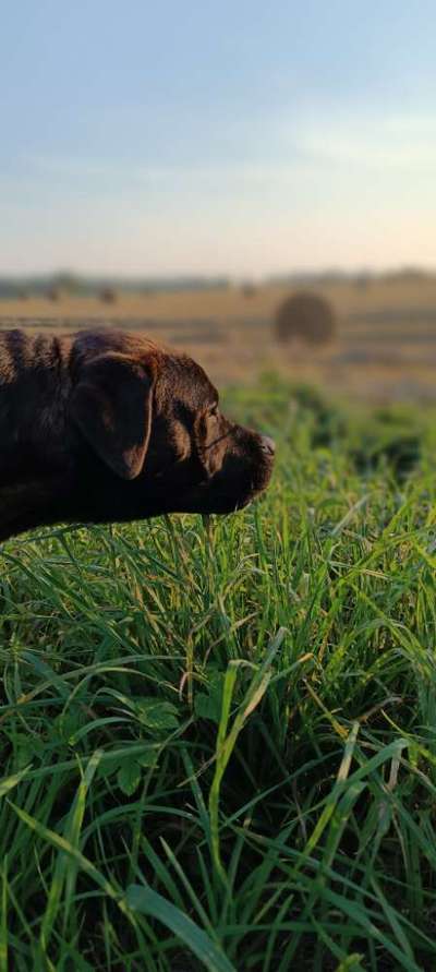 Hunde Porträt (Portrait) Galerie....-Beitrag-Bild