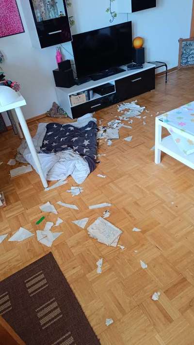 Chaos in der Bude-Beitrag-Bild