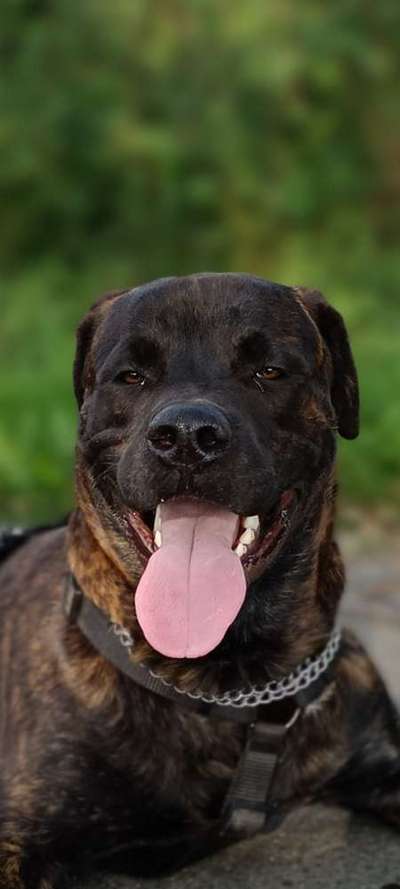 Hunde Porträt (Portrait) Galerie....-Beitrag-Bild