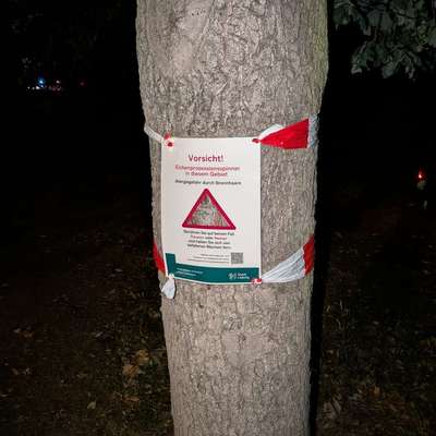 Giftköder-Eichenprozessionsspinner Rosentalpark-Bild