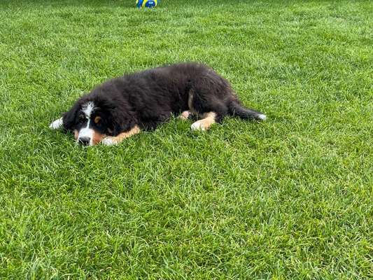 Hundetreffen-Junghundtreffen-Bild