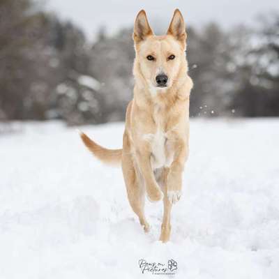 Tierfotografen-paws on pictures-Bild