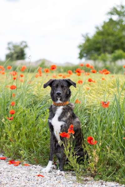 Hunde aus Griechenland-Beitrag-Bild