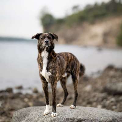 Hundetreffen-Gemeinsamer Spaziergang/Hundefreunde gesucht-Bild