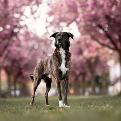 Hundetreffen-Hundefreunde / Trainingspartner/ Social Walk-Bild