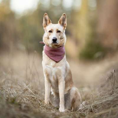 Hundetreffen-Hundefreunde, Trainingspartner-Bild