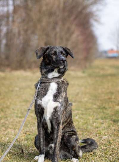 Auslandstierschutz-Beitrag-Bild